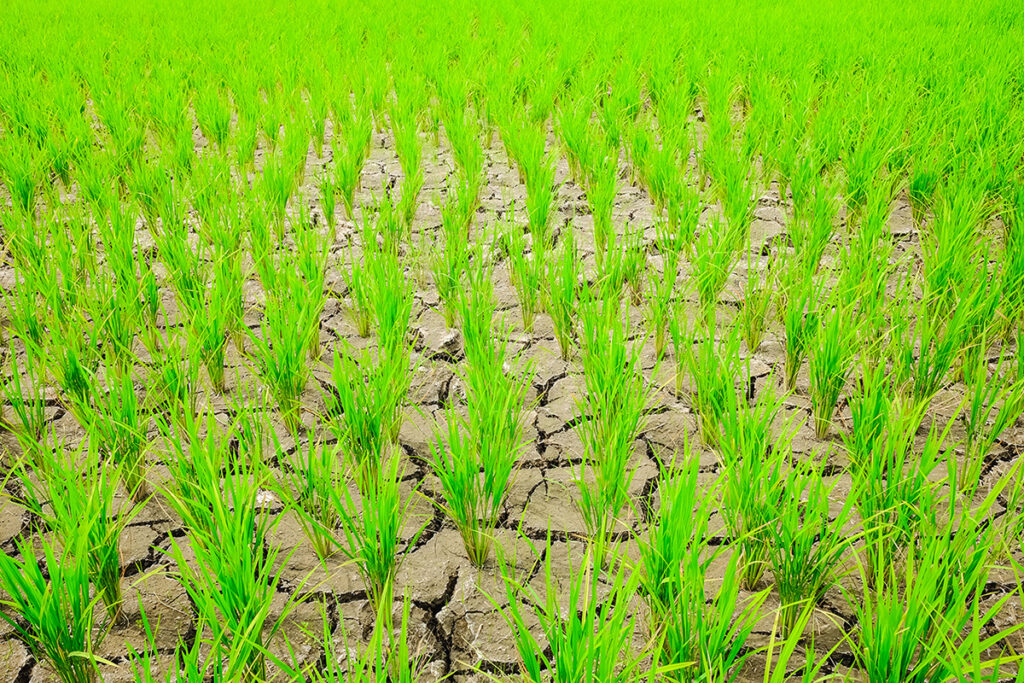 Gene Editing for Climate Change - Rice Field